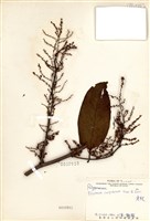 藏品(虎杖(黃藥子))的圖片